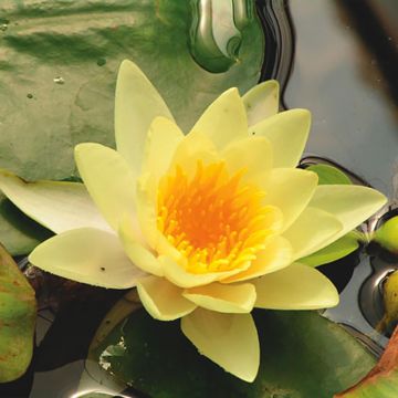 Nenúfar Yellow Sensation - Nymphaea