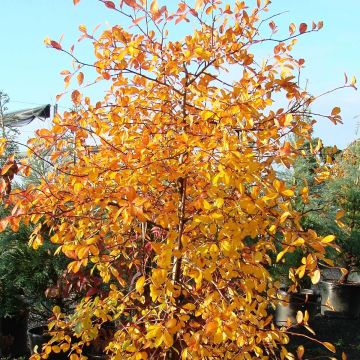 Nyssa sylvatica Autumn Cascades - Tupelo