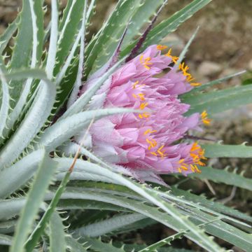 Ochagavia carnea - Bromelia