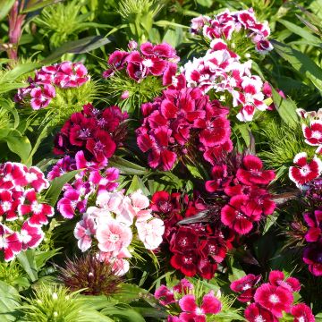 Clavel del poeta T&M Auricula Eyed mixed - Dianthus barbatus