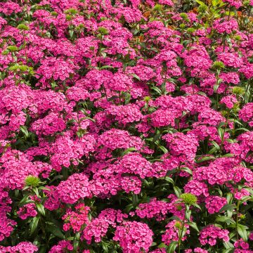 Clavel del poeta Jolt Pink - Dianthus barbatus