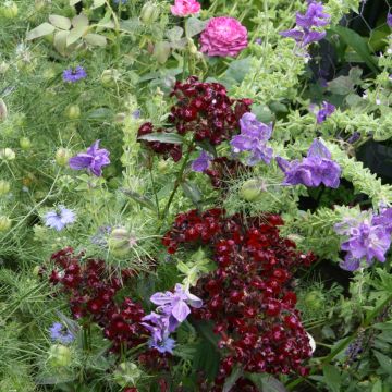 Clavel del poeta Nigrescens Sooty - Dianthus barbatus