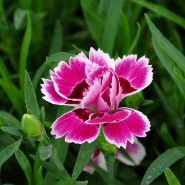 Clavel del poeta Sunflor Red Esta - Dianthus barbatus