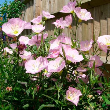 Oenothera speciosa Twilight - Onagra