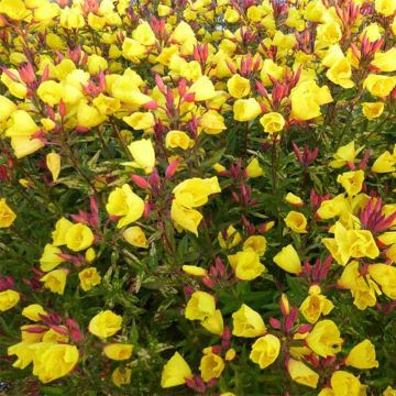 Oenothera fruticosa Camel - Onagra