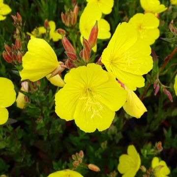 Oenothera fruticosa Hohes Licht - Onagra