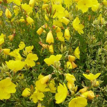 Oenothera fruticosa Silberblatt - Onagra