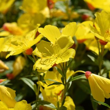 Oenothera fruticosa Sonnenwende - Onagra