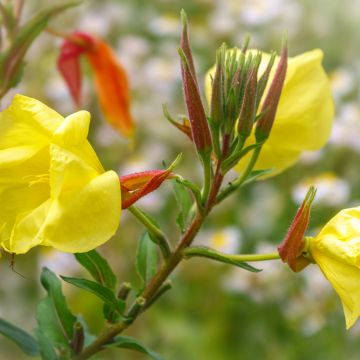 Oenothera glazioviana - Onagra