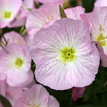 Oenothera speciosa Siskiyou - Onagra