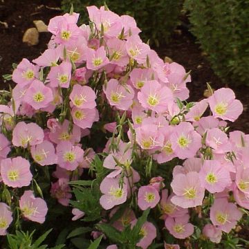 Oenothera speciosa Evening Pink - Onagra