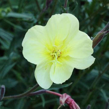 Oenothera stricta Sulphurea - Onagra