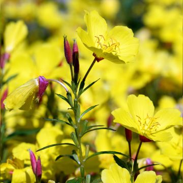 Oenothera Pénélope Hobhouse - Onagra