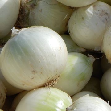 Cebollas De Rebouillon