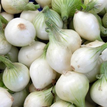 Cebollas Blanca de Barletta