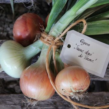 Cebolla dorata di Parma