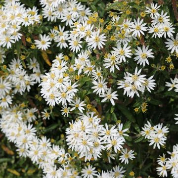 Olearia scilloniensis Compacta