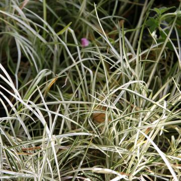 Ophiopogon japonicus Silver Mist - Convalaria