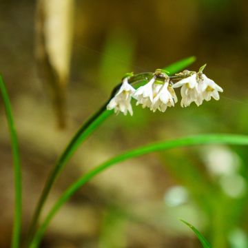 Ophiopogon planiscapus Olivaceus