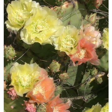 Opuntia atrispina