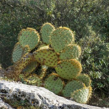 Opuntia engelmannii var. rastrera