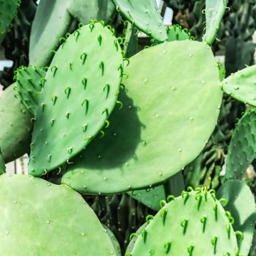 Opuntia laevis