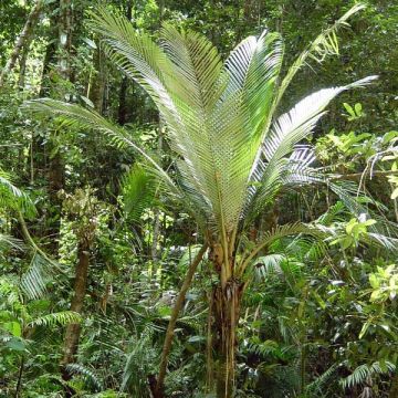 Oraniopsis appendiculata - Palmera