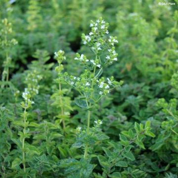 Orégano - Origanum heracleoticum