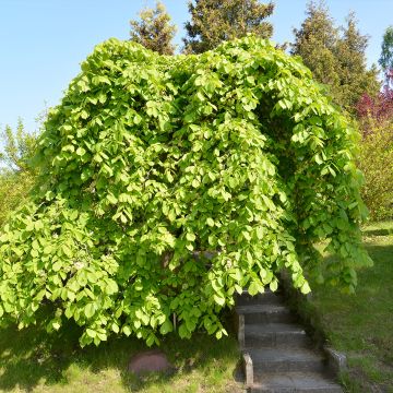 Ulmus glabra Pendula - Olmo