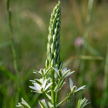 Ornithogalum ponticum Sochi - Etoile de Bethléem