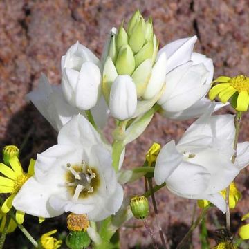 Ornithogalum thyrsoides