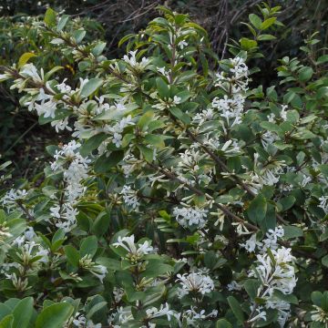 Osmanthus delavayi