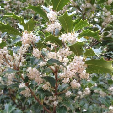 Osmanthus heterophyllus Gulftide - Acebo chino