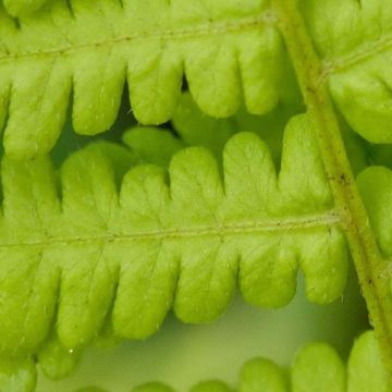 Osmunda cinnamonea - Helecho