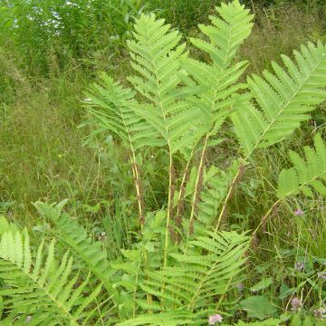 Osmunda claytoniana - Helecho