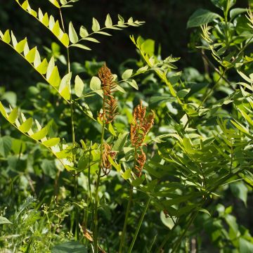 Osmunda japonica - Helecho