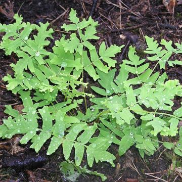 Osmunda regalis Cristata - Helecho real