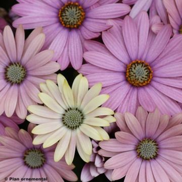 Osteospermum Margarita del Cabo Ramo de Primavera