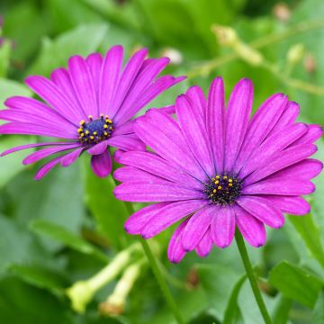 Osteospermum Tradewinds Trailing Deep Purple - Margarita del Cabo