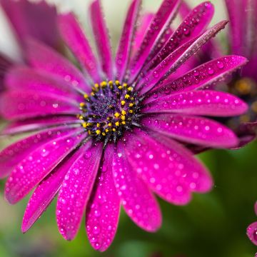 Osteospermum Dalina Bright Purple - Margarita del Cabo