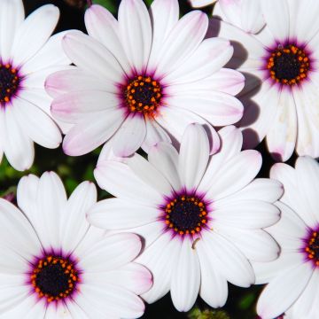 Osteospermum Dalina Inez Improved - Margarita del Cabo