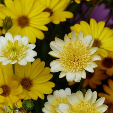 Osteospermum Summersmile Double Golden Yellow - Margarita del Cabo