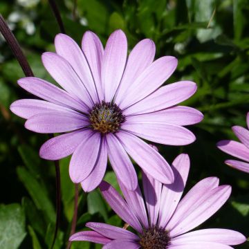 Osteospermum Summersmile Soft Violet - Margarita del Cabo