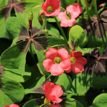 Oxalis deppei - Acederilla