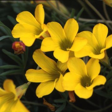 Oxalis purpurea Ken Aslet - Planta mariposa