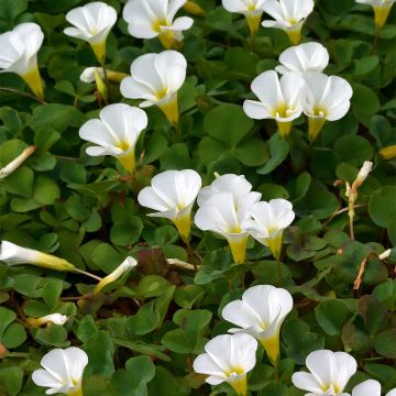 Oxalis purpurea Alba - Planta mariposa