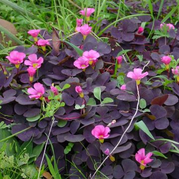 Oxalis purpurea Garnet - Planta mariposa