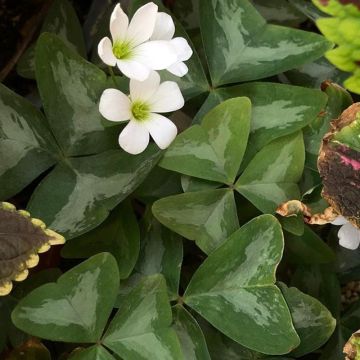 Oxalis triangularis subsp.papilionacea Marmer - Planta mariposa