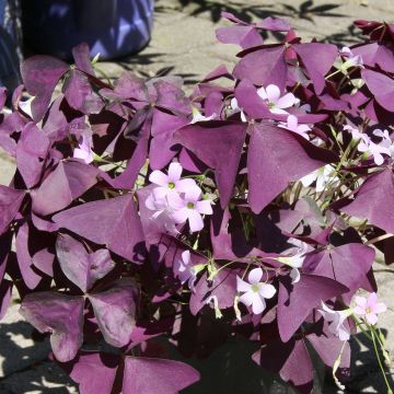 Oxalis triangularis subsp.papilionacea Atropurpurea - Planta mariposa