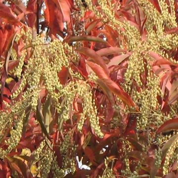 Oxydendron arboreum